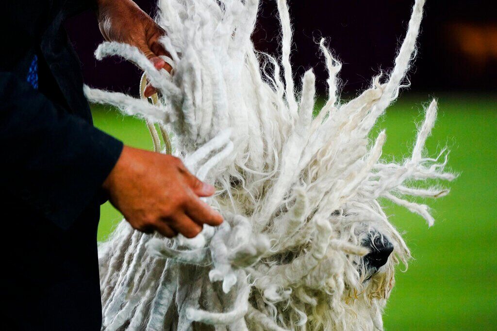 Westminster Dog Show